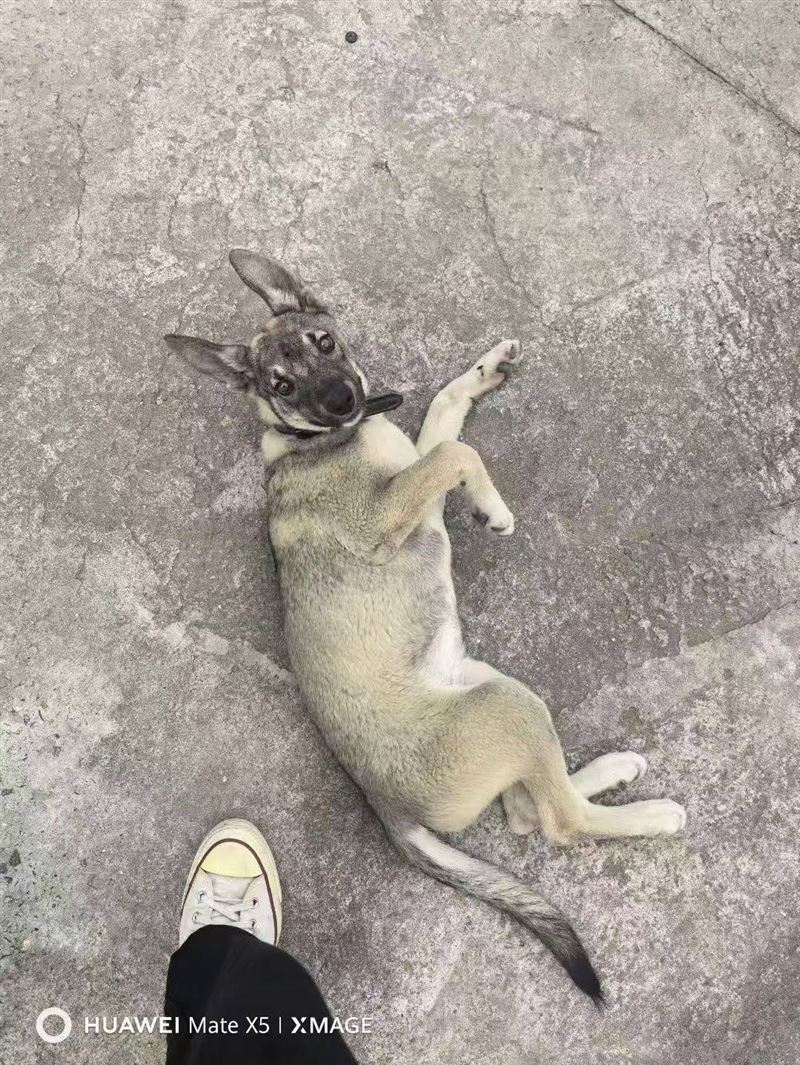 寻狗启示