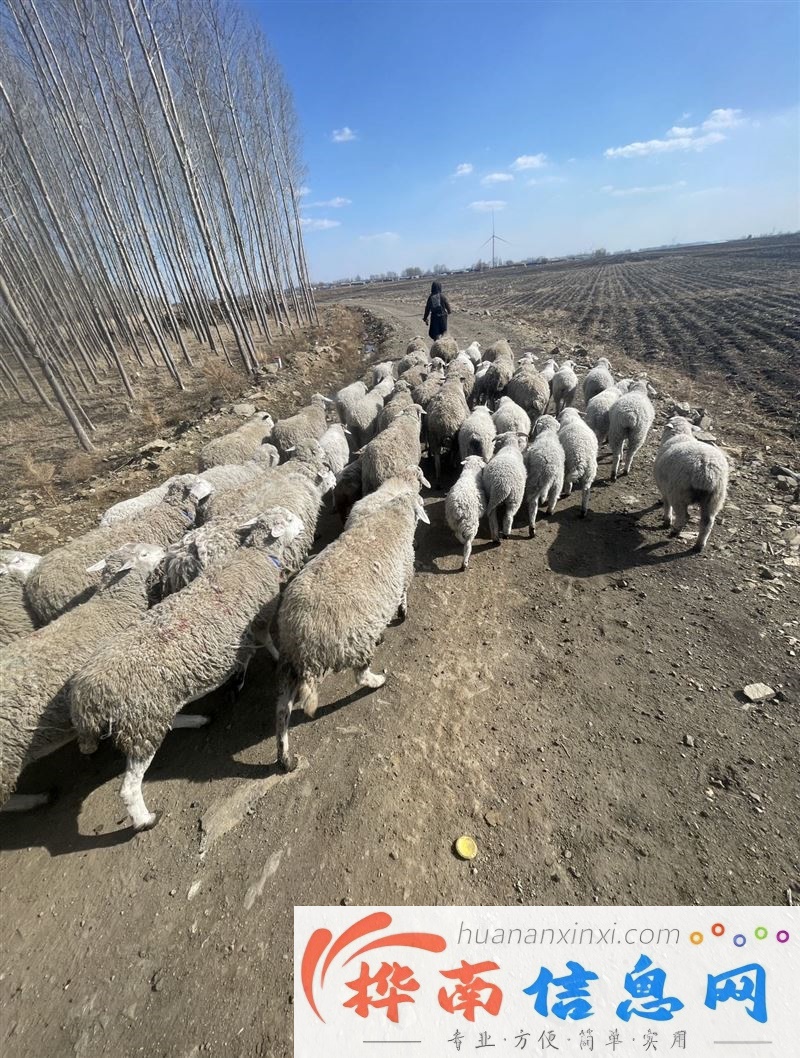 桦南县卖羊信息