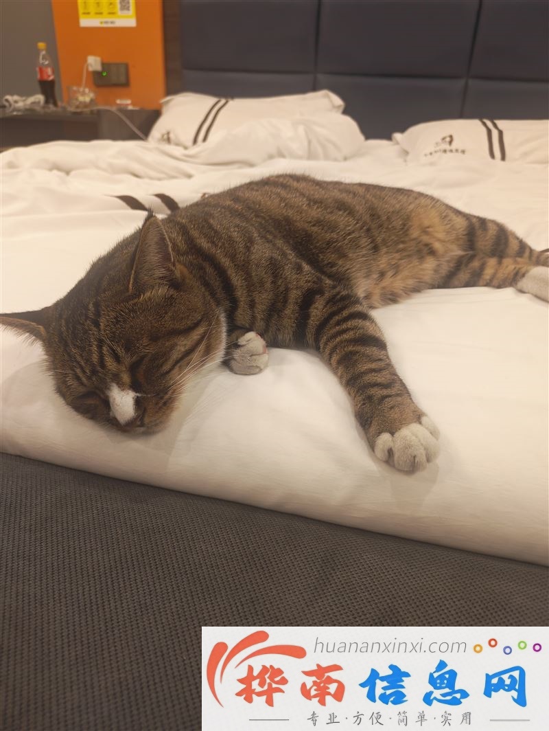 谁家猫丢了，狸花猫，很亲人。